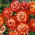 Strawflower - Orange - Helichrysum bracteatum - Perfect for Borders and Arrangements - Fresh Seeds