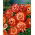 Strawflower - Orange - Helichrysum bracteatum - Perfect for Borders and Arrangements - Fresh Seeds