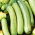 Zucchini - Bianca di Trieste - Schnellwachsend, mit köstlicher Birnenform - Samen