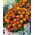 Tagetes patula - Afrikaan -  Harmony - Tagetes patula L. - zaden