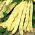 Fagiolo rampicante - Goldmarie - Crescita vigorosa, baccelli gialli lunghi e teneri - Semi Freschi