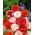 ข้าวโพดผสมเมล็ดงาดำ - Papaver rhoeas - 9000 เมล็ด
