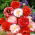 ข้าวโพดผสมเมล็ดงาดำ - Papaver rhoeas - 9000 เมล็ด