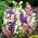 Harangvirág - színes virágkeverék - Campanula medium - Bájoló harang alakú virágok - Friss vetőmagok
