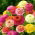 Сцабиоса фловеред зинниа - мик - 120 семена - Zinnia elegans scabiosaeflora
