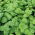 Mentă cu frunze rotunde - Mentha rotundifolia - Frunziș rezistent, non-invaziv, cu parfum de măr - Semințe proaspete