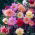 Zahradní dahlia "Diablo" - 120 semen - Dahlia variabilis - semena