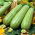 Courgette - Nimba - 12 graines - Cucurbita pepo