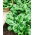 BIO - spinach "Winterreuzen" - certified organic seeds - 800 seeds
