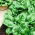 BIO - spinach "Winterreuzen" - certified organic seeds - 800 seeds