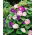 Morning Glory "Două tone de amestec" semințe - Ipomoea tricolor - 56 de semințe - Ipomoea purpurea