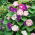 Morning Glory "Două tone de amestec" semințe - Ipomoea tricolor - 56 de semințe - Ipomoea purpurea