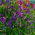 Lila édes borsó mag - Lathyrus odoratus - 36 mag - magok