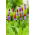 Primrose Kinijos pagodos sėklos - Primula vialii - 140 sėklų