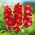 Cổ phiếu màu đỏ anh đào "Excelsior"; cổ phiếu mười tuần - 300 hạt giống - Matthiola incana annua