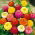 Semi miscelati Zinnia Lilliput - Zinnia elegans - 90 semi