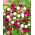 Globe Amarant zaden - Gomphrena globosa - 60 zaden