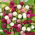 Globe Amarant zaden - Gomphrena globosa - 60 zaden