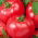 蕃茄Faworyt种子 -  Lycopersicon esculentum  -  263种子 - Lycopersicon esculentum Mill  - 種子