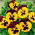 Viola wittrockiana - Red Wings, Roter Flugel - giallo - marrone - 400 semi - Viola x wittrockiana