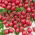Tomato - Malinowy Kapturek - Abundant Clusters, Up to 600 Fruits Per Plant! - Fresh Seeds