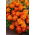 Marigold Bolero seeds - Tagetes patula nana - 350 seeds
