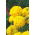 Rose d'Inde  - Fantastic - 90 graines - Tagetes erecta