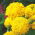 Rose d'Inde  - Fantastic - 90 graines - Tagetes erecta