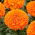 Dwarf pot marigold "Calando" - orange - 108 seeds