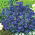 Arve - 130 frø - Anagallis