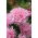 针瓣翠菊“Pink Jubilee” -  510粒种子 - Callistephus chinensis  - 種子