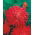 ดอกแอสเตอร์ "Flame" ดอกเบญจมาศสีแดง - 500 เมล็ด - Callistephus chinensis