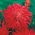 ดอกแอสเตอร์ "Flame" ดอกเบญจมาศสีแดง - 500 เมล็ด - Callistephus chinensis