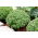 Basilikum Piccolino Samen - Ocimum basilicum L. - 650 Samen - 