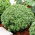 Basilikum Piccolino Samen - Ocimum basilicum L. - 650 Samen - 