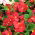 Wax Begonia seeds - Begonia semperflorens - 20 seeds
