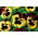 Viola wittrockiana - Red Wings, Roter Flugel - giallo - marrone - 400 semi - Viola x wittrockiana