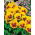 Penséer - Yellow Red Eye - gul - röd - 320 frön - Viola x wittrockiana