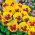 Penséer - Yellow Red Eye - gul - röd - 320 frön - Viola x wittrockiana