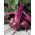 Pancar "Koyu Kırmızı Top" - 100 gr tohum - 5000 tohum - Beta vulgaris L. - tohumlar