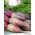 Beetroot - Opolski - Tender Roots, Perfect for Juicing and Pickling - Fresh Seeds