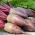 Beetroot - Opolski - Tender Roots, Perfect for Juicing and Pickling - Fresh Seeds