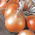 Cibuľa "Topolska" - pre zimné skladovanie - 1250 semien - Allium cepa L. - semená