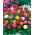 Semi miscelati Zinnia Lilliput - Zinnia elegans - 90 semi