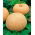 Riesenkürbis ‘Melonengelb’  - Cucurbita maxima - 12 Samen