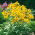 Orange Sneezeweed, Owl's Claws seeds - Helenium hoopesii - 250 seeds