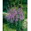 Lady Bells seeds - Adenophora latifolia - 500 seeds