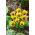 ויולה אנג'ל טייגר עין זרעים - ויולה x williamsii - 16 זרעים - Viola x. wittrockiana