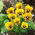 ויולה אנג'ל טייגר עין זרעים - ויולה x williamsii - 16 זרעים - Viola x. wittrockiana