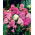 Flox de cădere, phlox de grădină, phlox perene, phlox de vară - 100 de semințe - Phlox paniculata